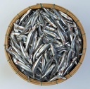 Anchovy