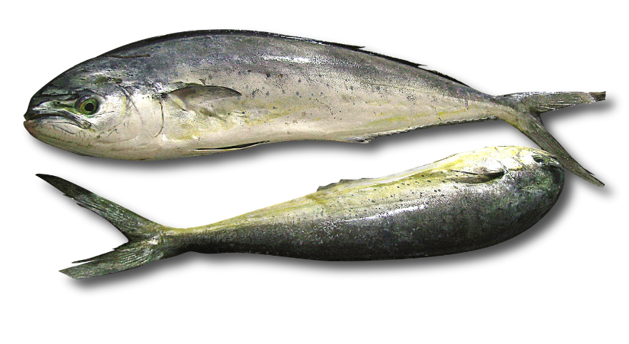 Mahi Mahi