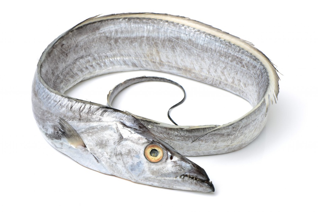Ribbon fish