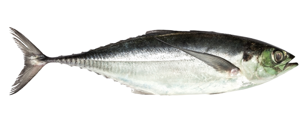 Torpedo scad