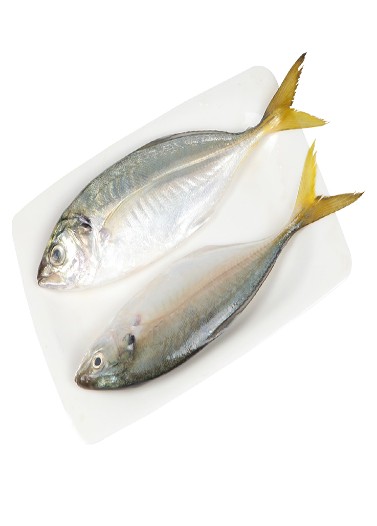 Yellow Tail Scad