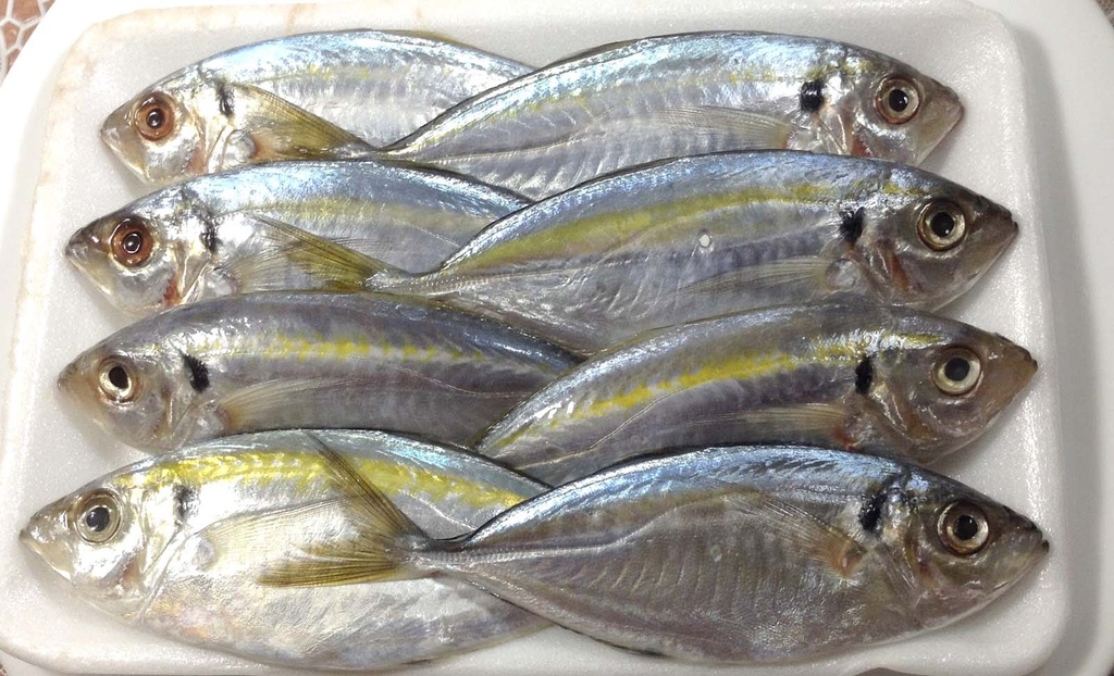 Yellow stripe trevally