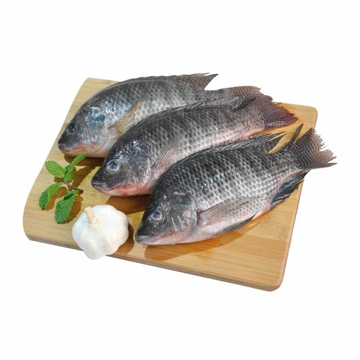 Black Tilapia