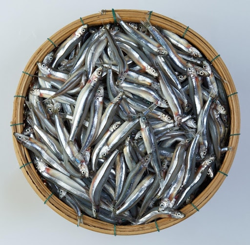 Anchovy