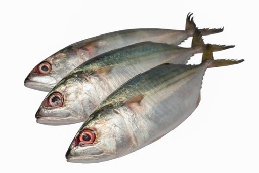 Indian Mackerel
