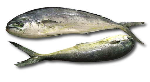 Mahi Mahi