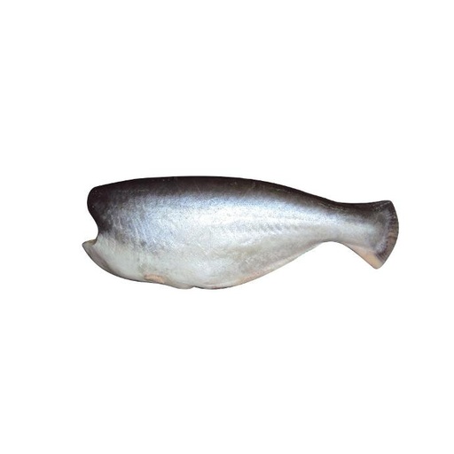 Pangasius HGT