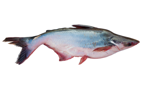 Pangasius Whole round