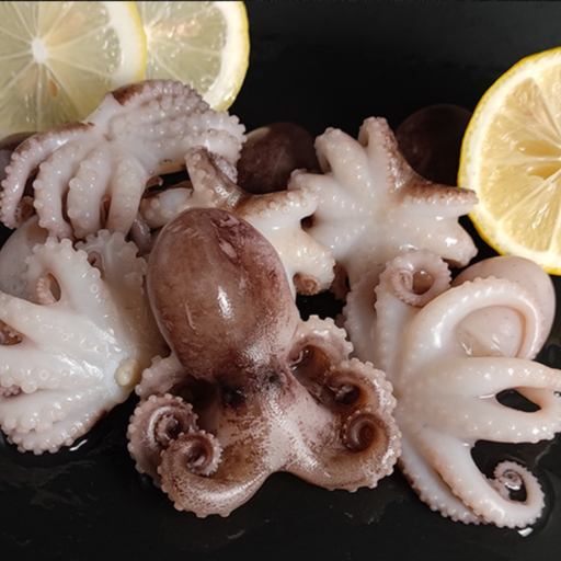 Baby Octopus