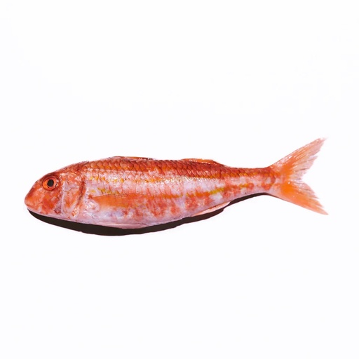Red Mullet