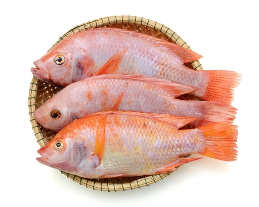 Red Tilapia