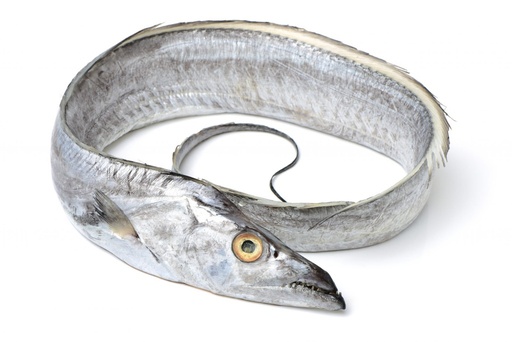Ribbon fish