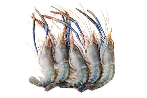 Scampi