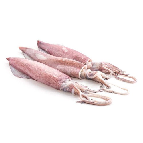 Squid Whole round