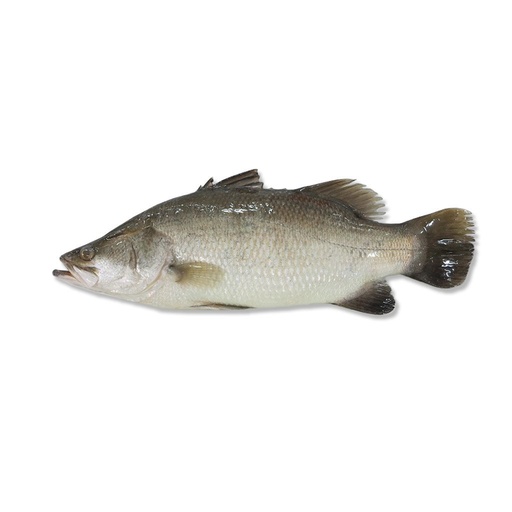 Barramundi Whole round