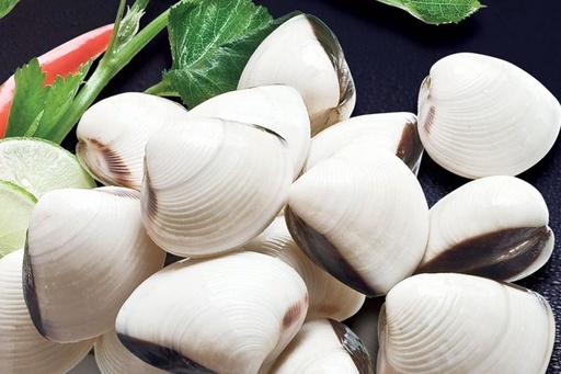 White Clam