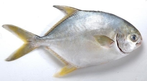 Yellow pomfret