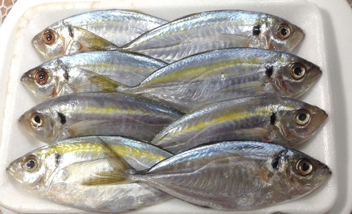 Yellow stripe trevally