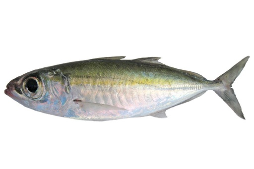 Big Eye Scad